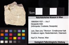 Foto (Objket + Etiketten) von Goniodromites bidentatus (Reuss, 1859) 